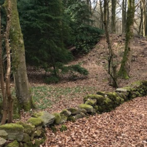 Wildlife-at-Birchwood-Farm-Campsite-Matlock-Derbyshire