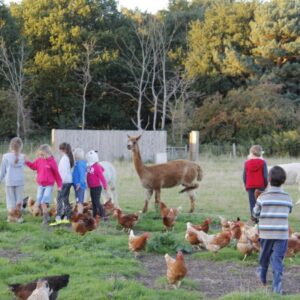 Farm-animal-feeding-Shottisham-campsite-Suffolk