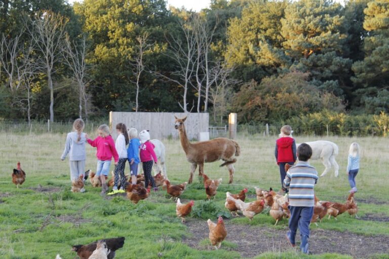 Farm-animal-feeding-Shottisham-campsite-Suffolk