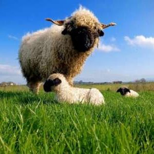 Moss-Rose-Campsite-Preston-Farm-Animals