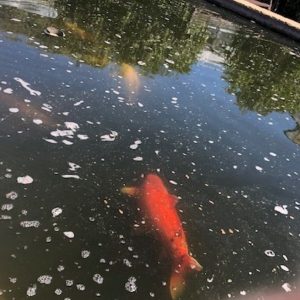 Skegness-Natureland-Koi-Carp-Fish-and-Animals